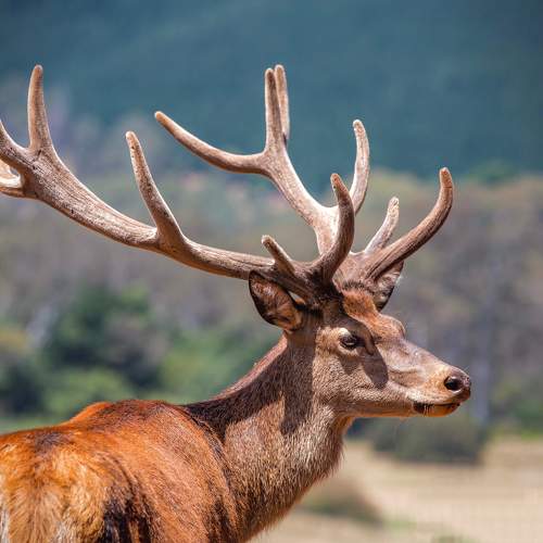 Photo #10790842
