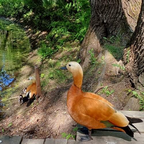 Photo #10790888
