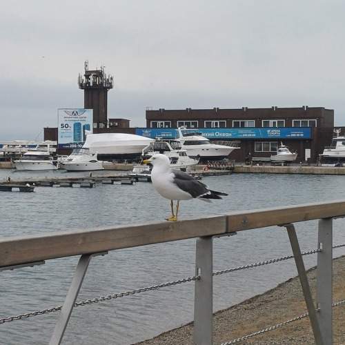 Photo #10790894