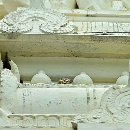 Фотография #10791268