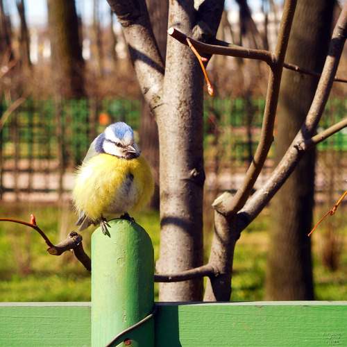 Photo #10791385