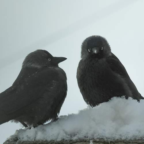 Two Jackdaws together in winter