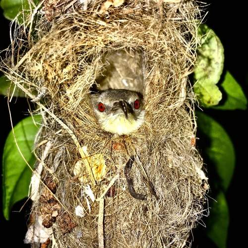 Mother Bird