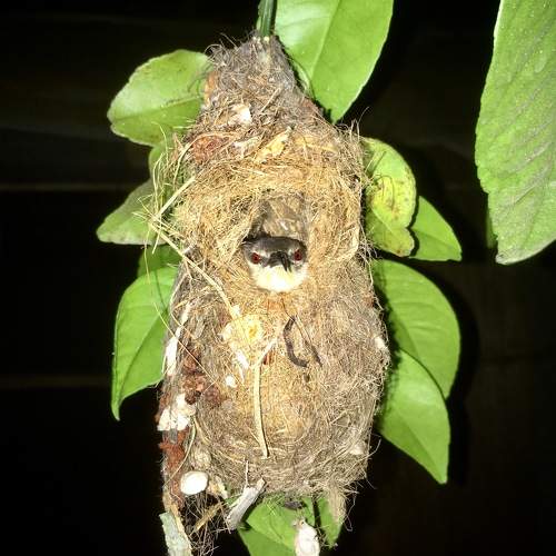 Photo #10791854