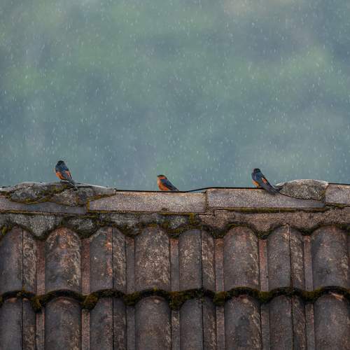 Photo #10792680