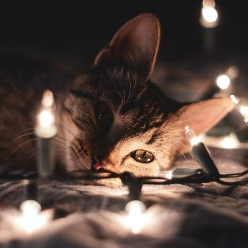 Entre Luces y Sueños Felinos