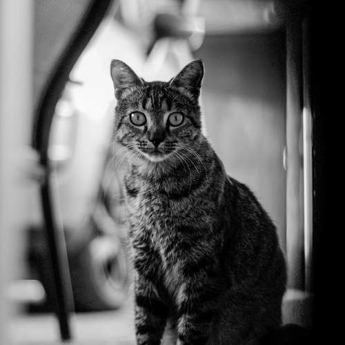 Photo #10793046