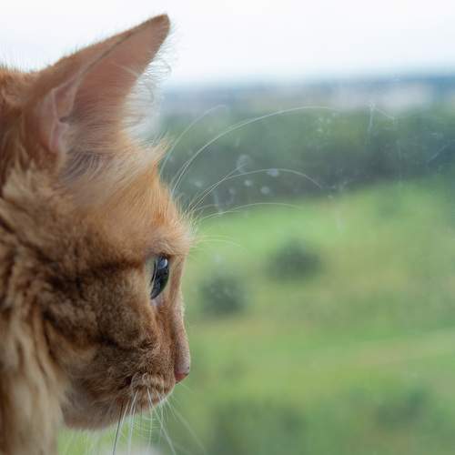 Photo #10793120