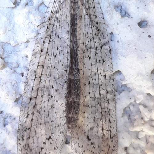Photo #10793350