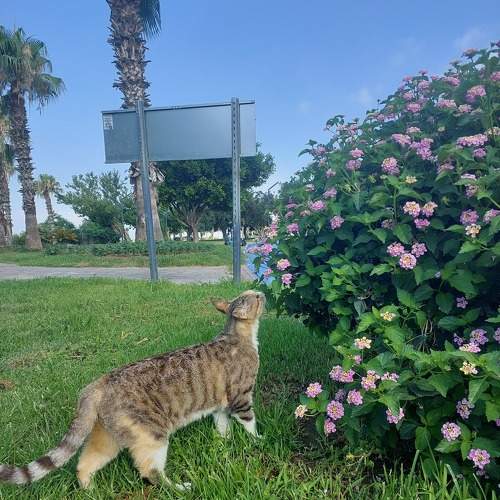 Photo #10793412