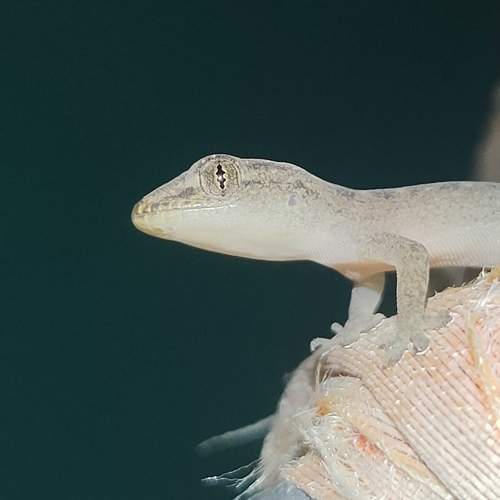 Photo #10793436