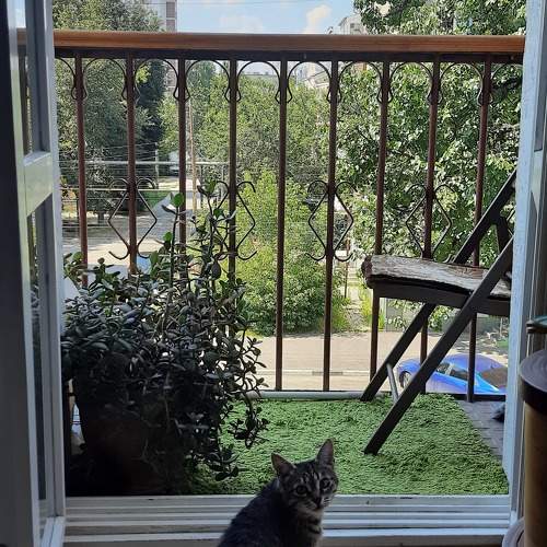 Photo #10793566