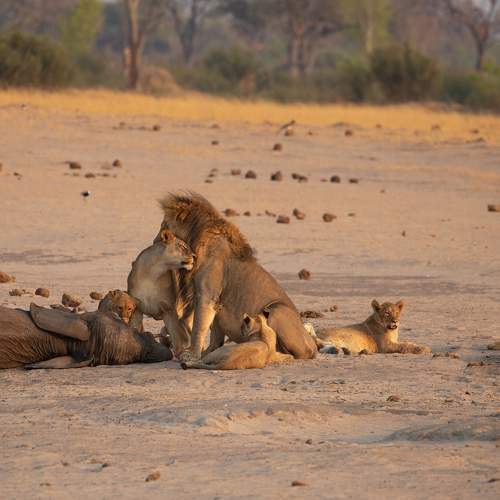 Proud Family