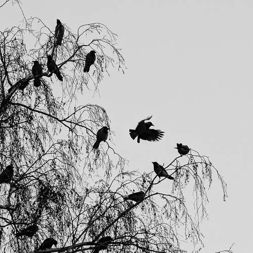 Photo #10793687
