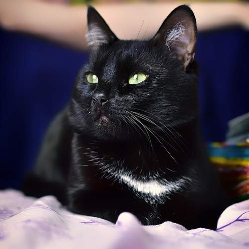 Photo #10794158
