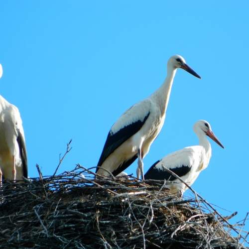 Photo #10794184