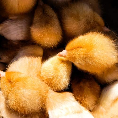 Photo #10794208