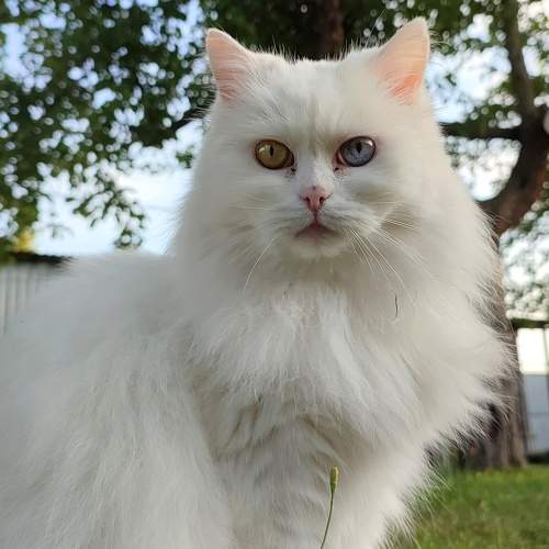 Photo #10794264
