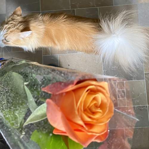 Photo #10794529