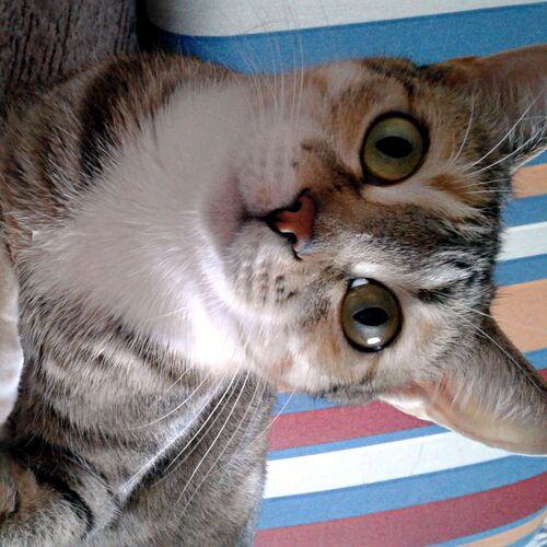 Photo #10794651