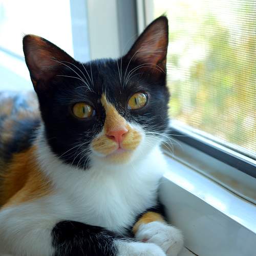 Photo #10794657