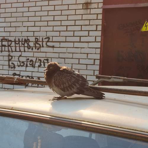 Photo #10795139