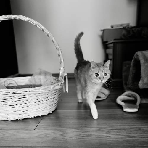 Photo #10795325