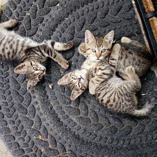 Photo #10795451