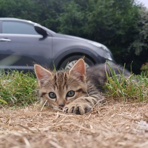 Photo #10795452
