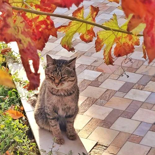 Photo #10795466