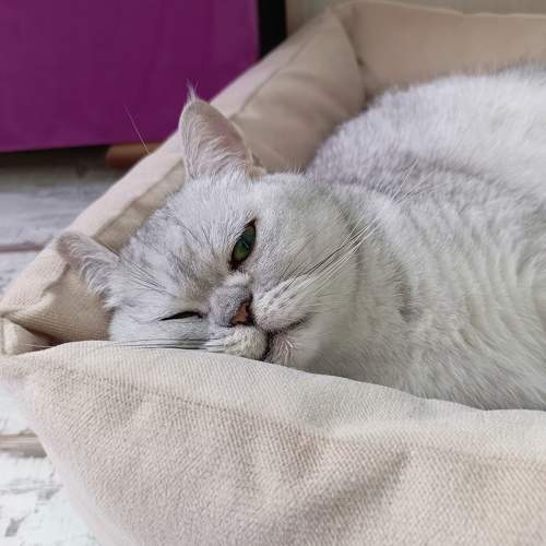 Photo #10795542