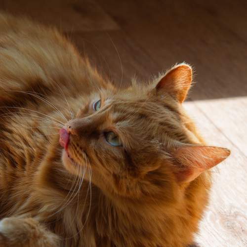 Photo #10795882