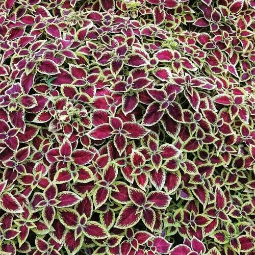 Photo #10796453