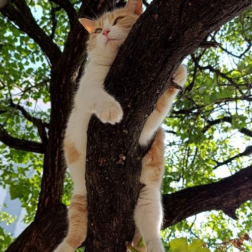Photo #10796478