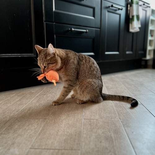 Photo #10796739