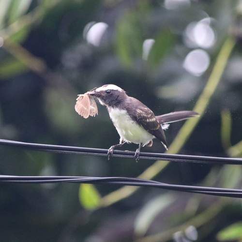 Photo #10796878