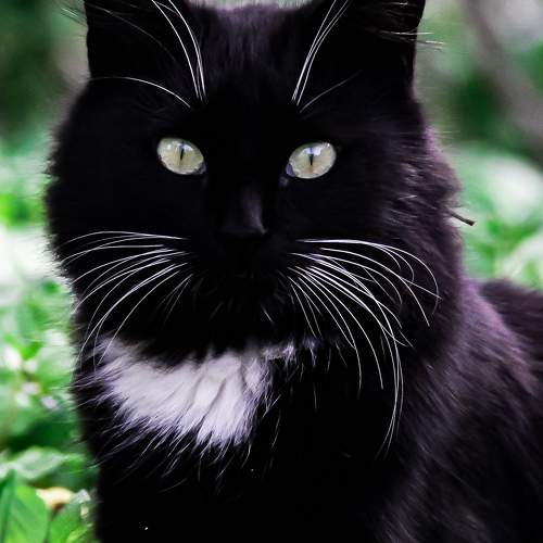 Photo #10797088