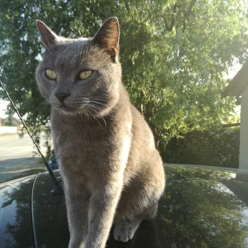 Photo #10797318