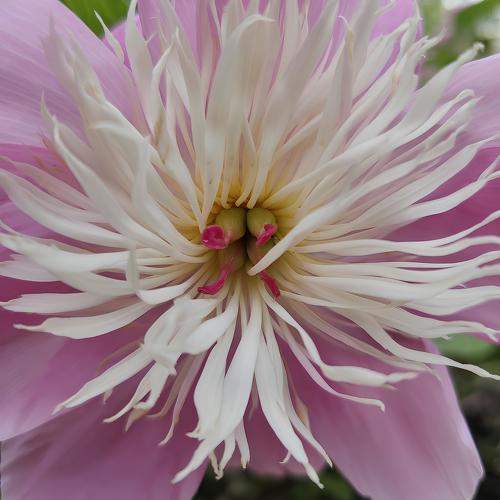 Photo #10797374