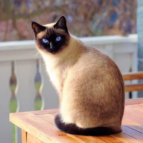Photo #10797949