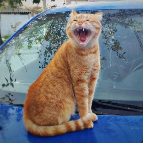 Photo #10798792