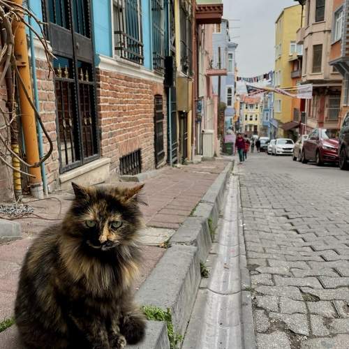 Photo #10798797