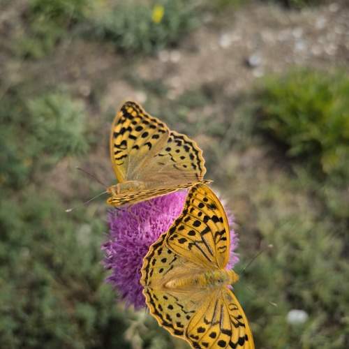 Photo #10799313