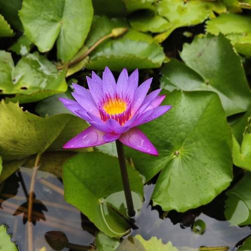 Lotus in Tribal Area