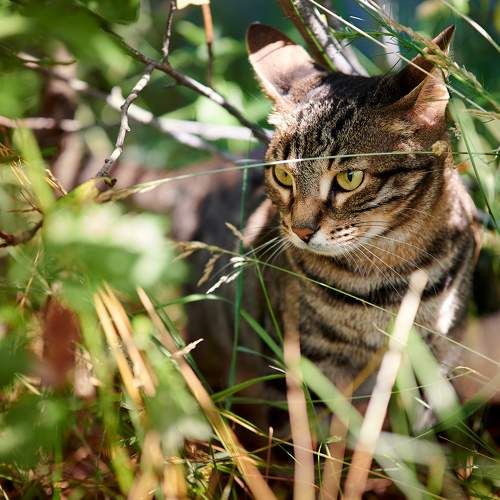 Photo #10799488