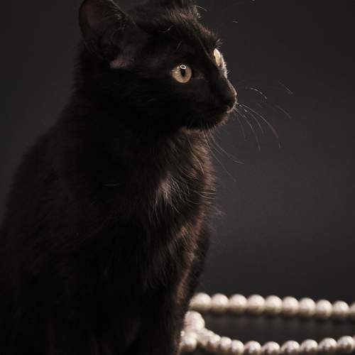 Photo #10799546