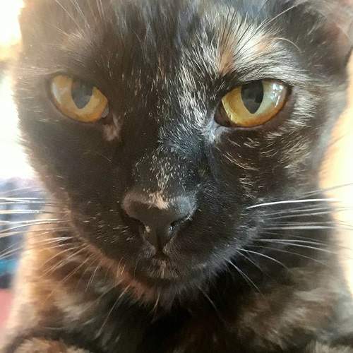 Photo #10800120