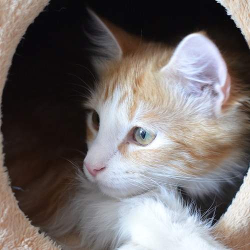 Photo #10800187