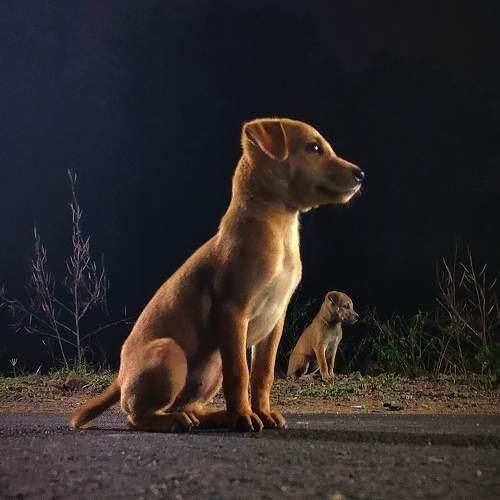 Photo #10800433