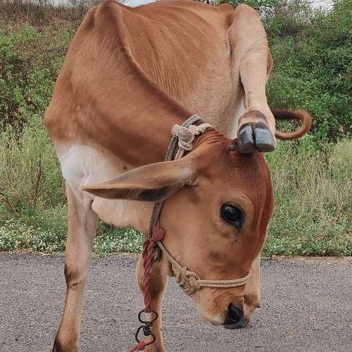 Photo #10800438